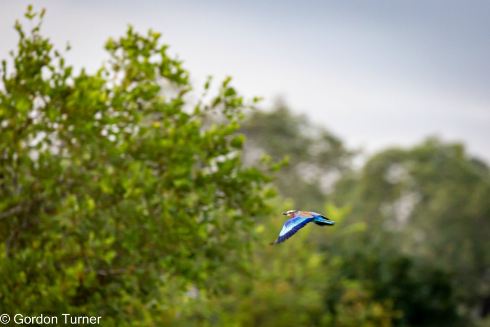 <h2>The Best of South Africa Escorted 2023</h2> 14 Nights | 6 Rounds | March 11 - 25